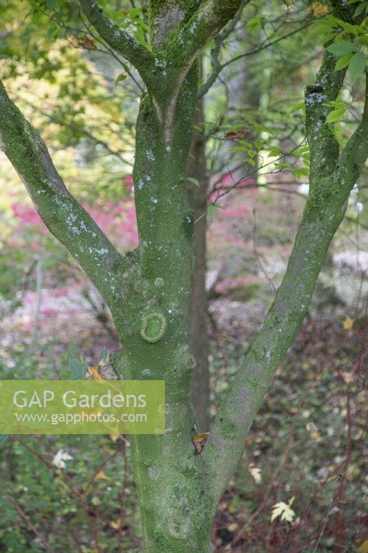 Écorce d'Acer Carpinifolium à Bodenham Arboretum, octobre