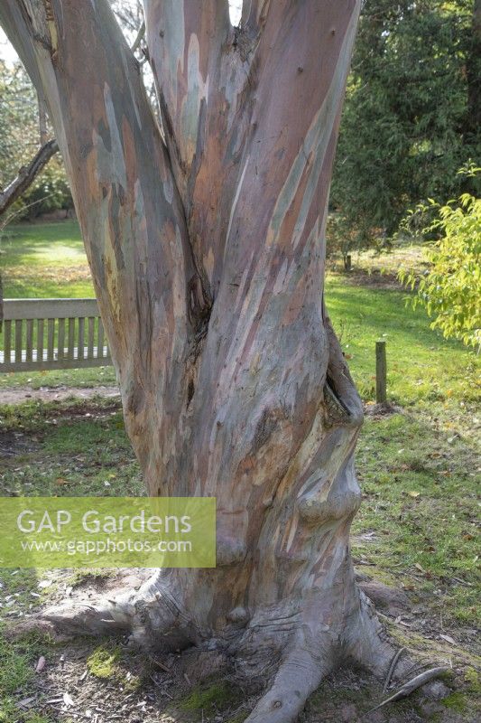 Écorce d'eucalyptus Niphophila à Bodenham Arboretum, octobre