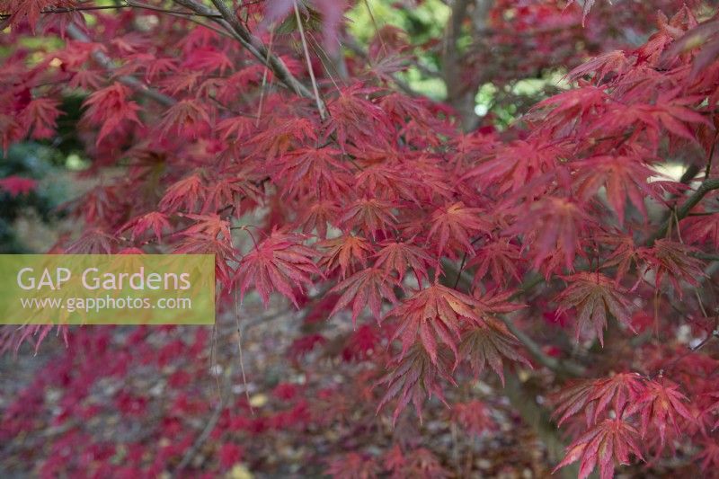 Acer palmatum 'Trompenberg' à Bodenham Arboretum, octobre