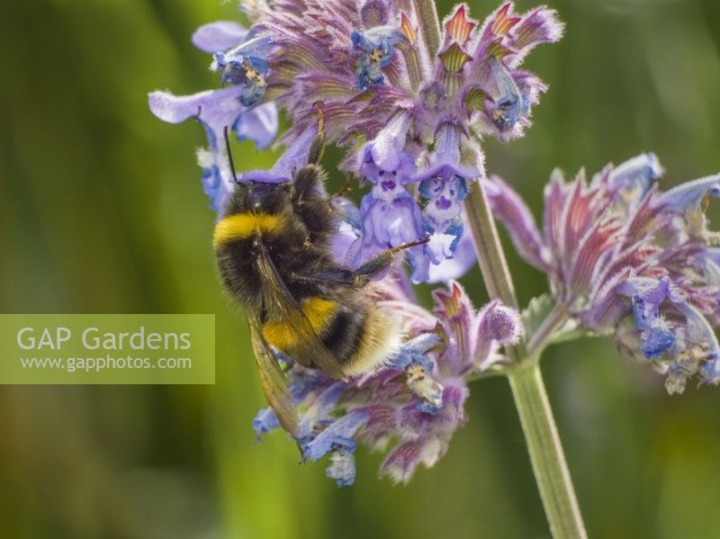 Bombus terrestris - Bourdon à queue chamois sur les fleurs de Nepeta