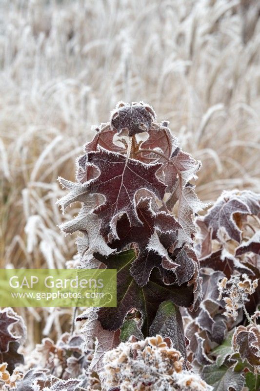 Hydrangea quercifolia 'Pee Wee' - Feuillage d'hortensia à feuilles de chêne dans le givre