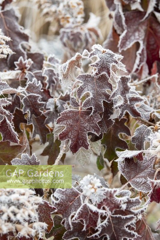 Hydrangea quercifolia 'Snowflake' - Feuillage d'hortensia à feuilles de chêne dans le givre