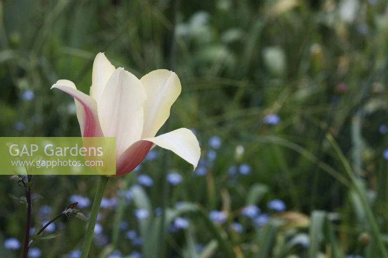 Tulipa 'La Dame Rougissante'