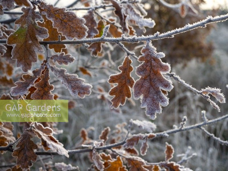 Quercus robur - feuilles de chêne commun couvertes de givre décembre hiver