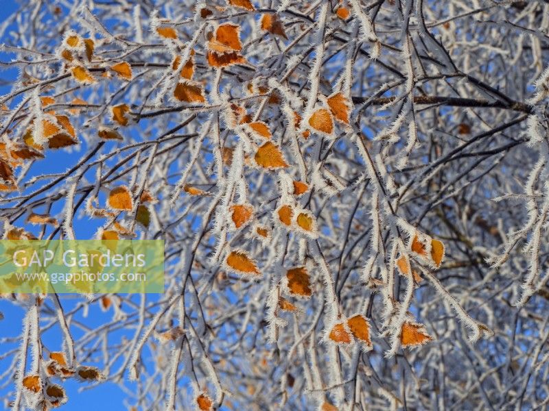 Betula pendula Silver Birch couvert de givre. hiver décembre