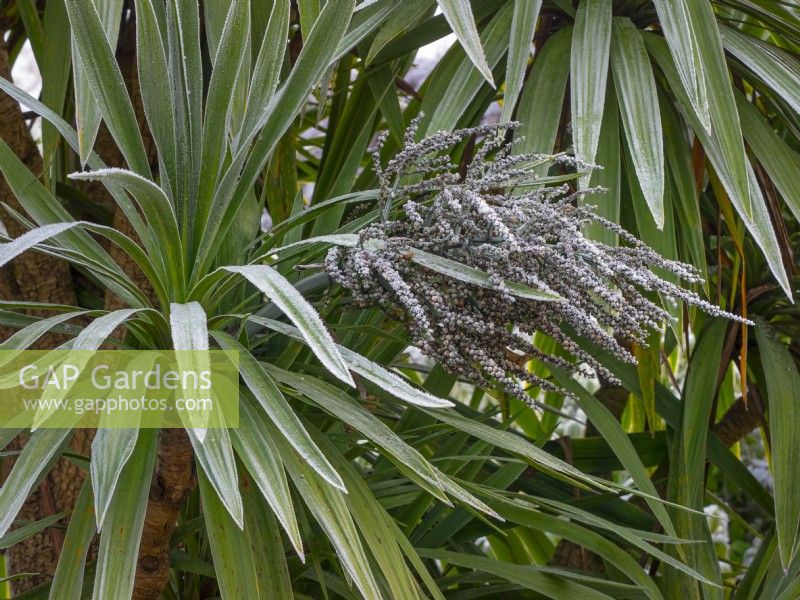 Palmier chou Cordyline australis dans le gel de l'hiver décembre