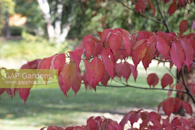 Cornus Kousa Chinensis à Bodenham Arboretum, octobre