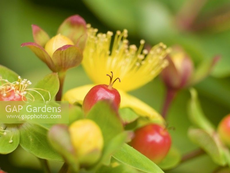 Hypericum androsaemum - Fleur et fruits de Tutsan
