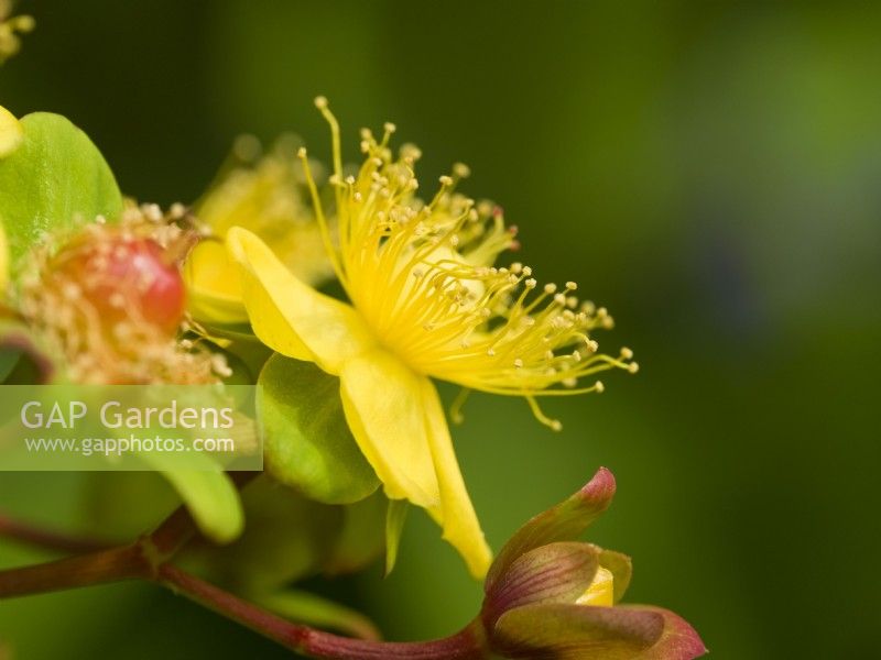 Hypericum androsaemum - Fleur et fruits de Tutsan
