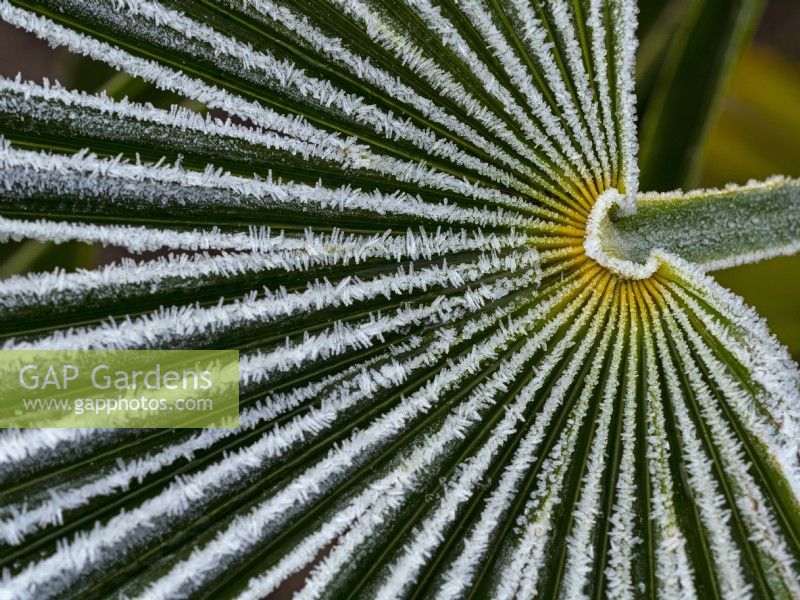 Chamaerops humilis - feuille de palmier nain couverte de givre en hiver
