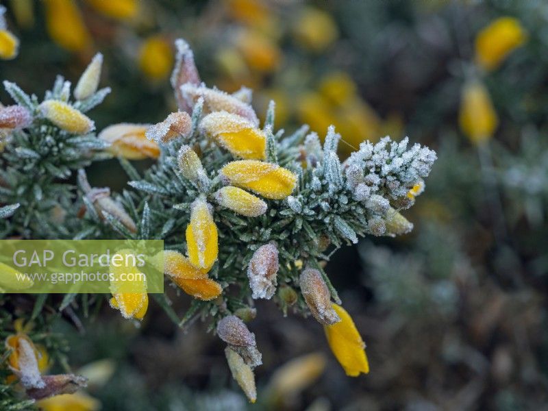 L'ajonc Ulex europacus en fleurs au milieu de l'hiver couvert de givre Décembre
