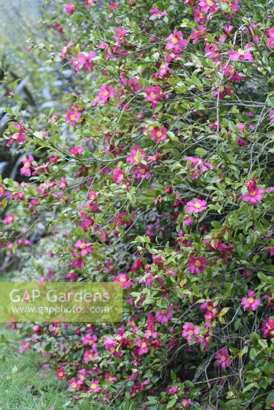 Camellia sasanqua 'Crimson King' en novembre.