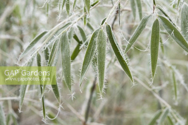 Borinda albocerea Yunnan 2 - Feuillage de bambou dans le givre