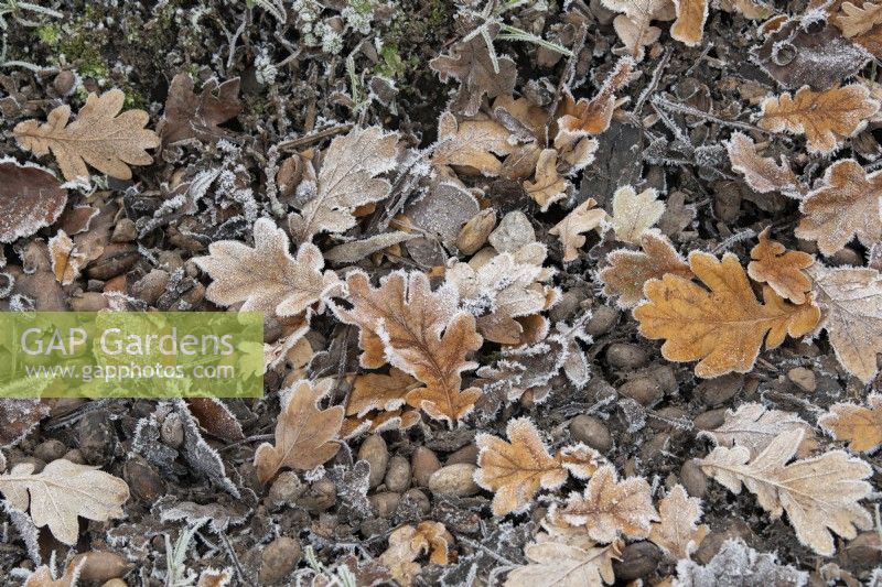 Quercus - Feuilles de chêne et glands tombés dans le gel