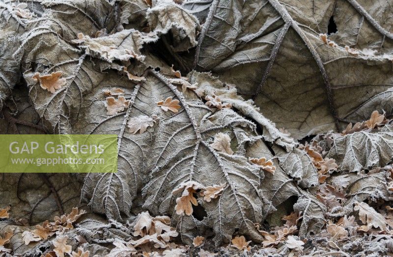 Gunnera tinctoria - Rhubarbe géante épuisée et feuilles de chêne tombées dans le gel