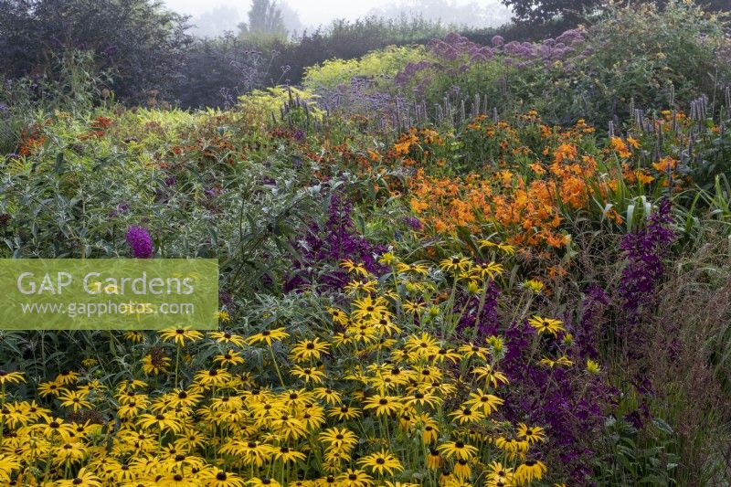 Grand parterre 'chaud' de fin d'été avec Rudbeckia fulgida var. deamii, Helenium 'Sahin's Early Flowerer et Lobelia 'Hadspen Purple'