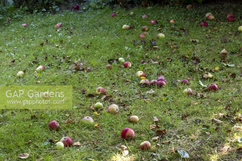 Pommes tombées sous l'arbre, pommes d'aubaine