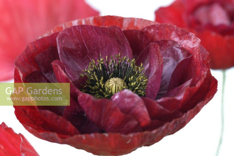 Papaver rhoeas 'Pandora' Coquelicot cultivé à partir de graines conservées des plantes de l'année dernière Une couleur de juin mixte