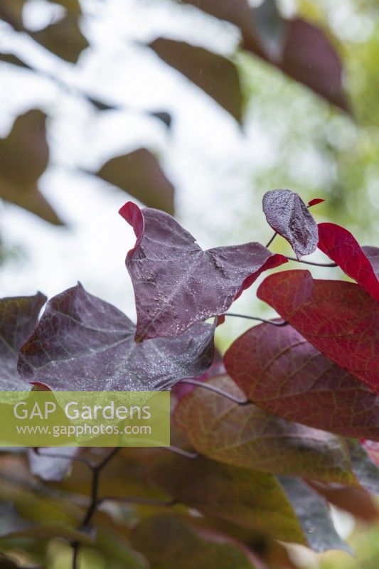 gros plan d'un Cercis canadensis 'Forest Pansy', Redbud