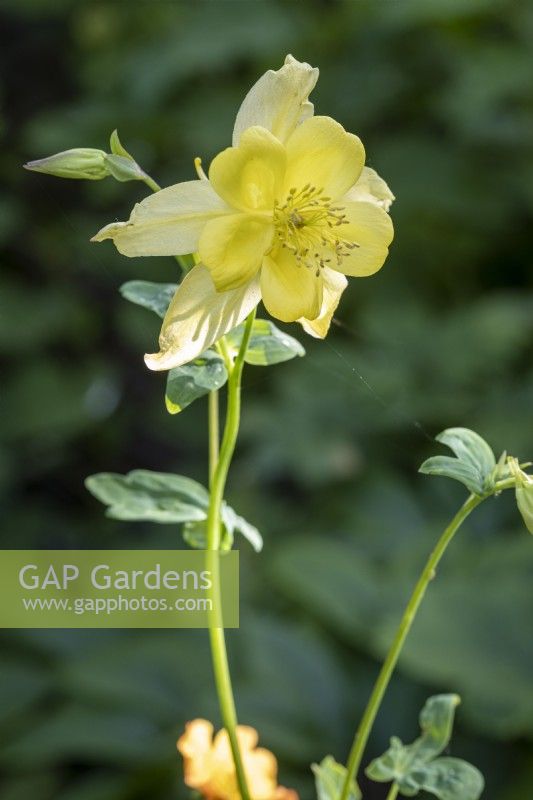 Aquilegia chrysantha 'Reine jaune'
