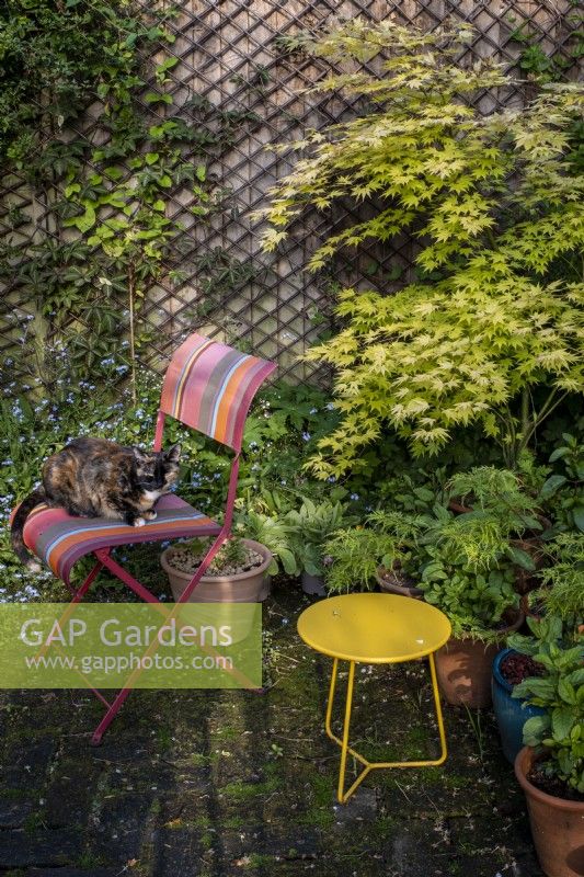 Chat assis sur une chaise de jardin rayée dans un petit jardin de ville, l'été