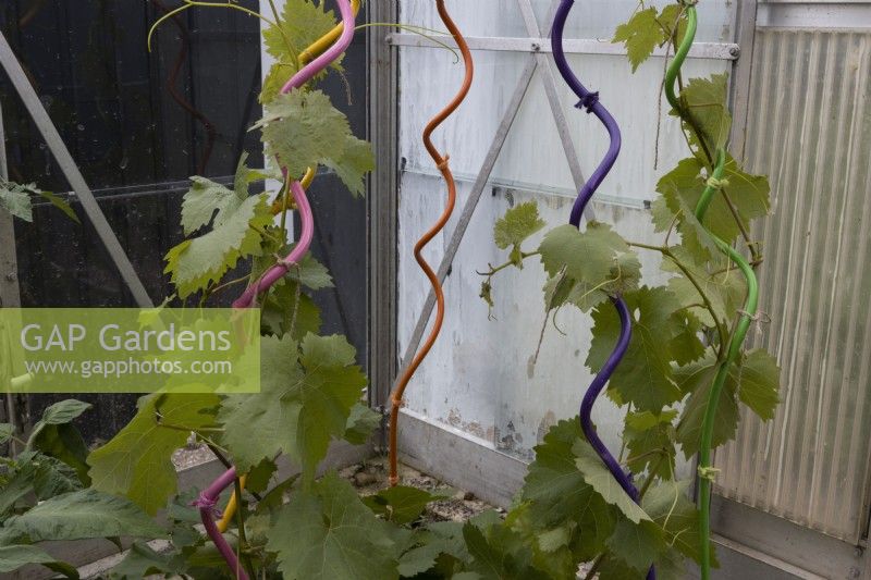 Les vignes, vitis vinifera, poussent des piquets de plantes torsadées peintes de plusieurs couleurs dans une serre. Juin.