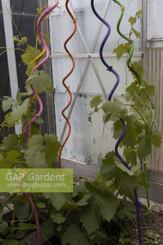 Vignes, vitis vinifera. grandir des piquets de plantes torsadées peintes multicolores dans une serre. Juin.