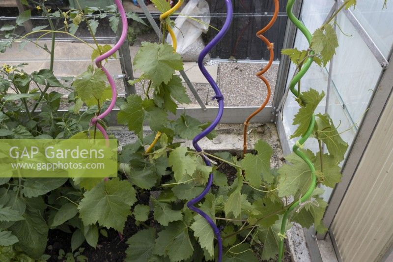 Les vignes, Vitis vinifera, poussent des piquets de plantes torsadées peintes de plusieurs couleurs dans une serre. Juin.