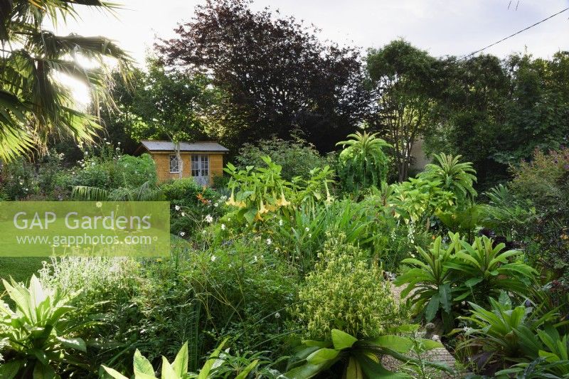 Jardin de Cornouailles en août avec des vivaces tendres dont des lobelias d'arbres, Lobelia giberroa.