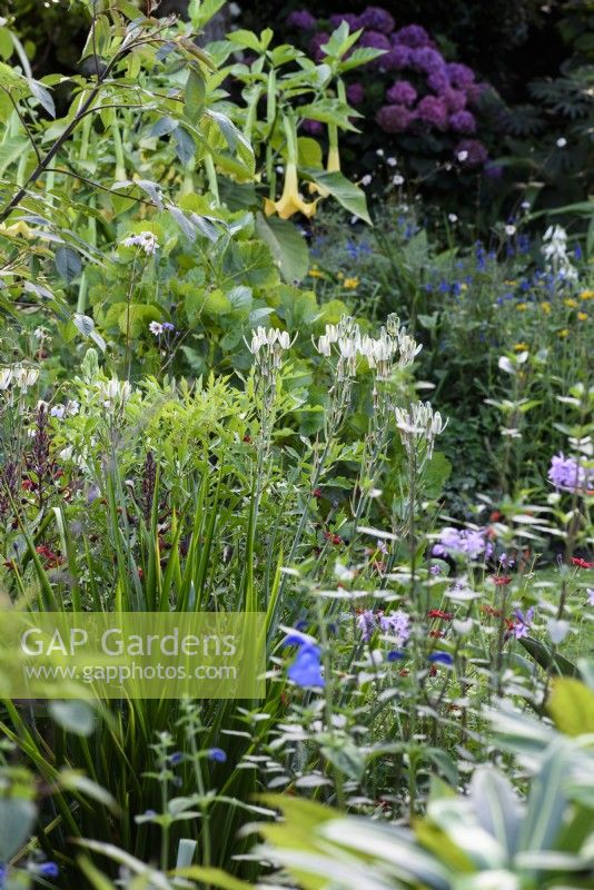Parterre de plantes vivaces exotiques et tendres dans un jardin de Cornouailles en août