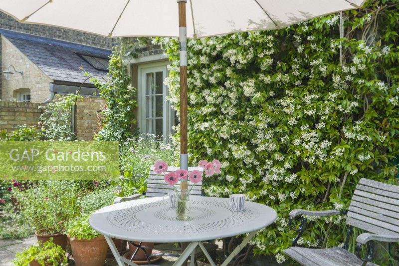 Trachelospermum asiaticum - Jasmin asiatique en pleine floraison formé sur le mur pour fournir un parfum à côté de la table et des chaises sur le patio. Juillet
