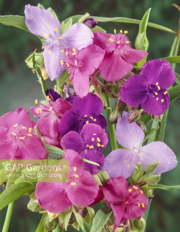 Un bouquet de tiges de fleurs cueillies de Tradescantia virginiana mix, juillet d'été