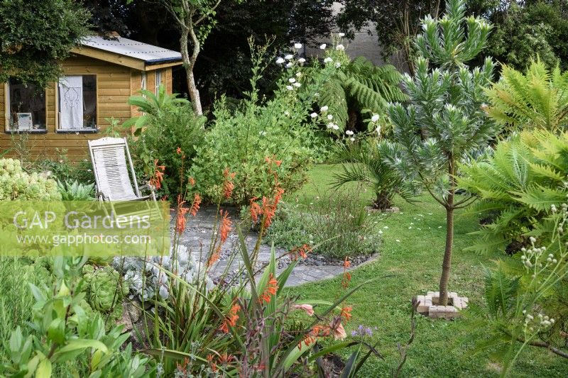 Jardin de Cornouailles avec des plantes tendres dont l'arbre d'argent, Leucadendron argenteum, en août