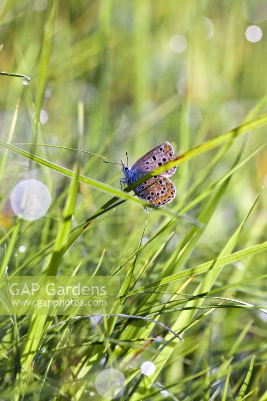 Polyommatus icarus - Papillon bleu commun mâle