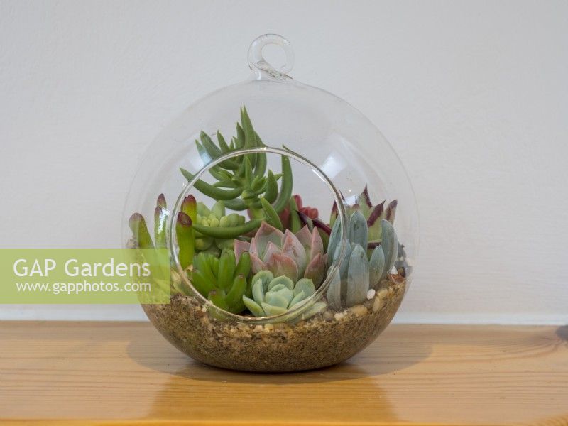 Terrarium en verre planté de succulentes sur une étagère en bois