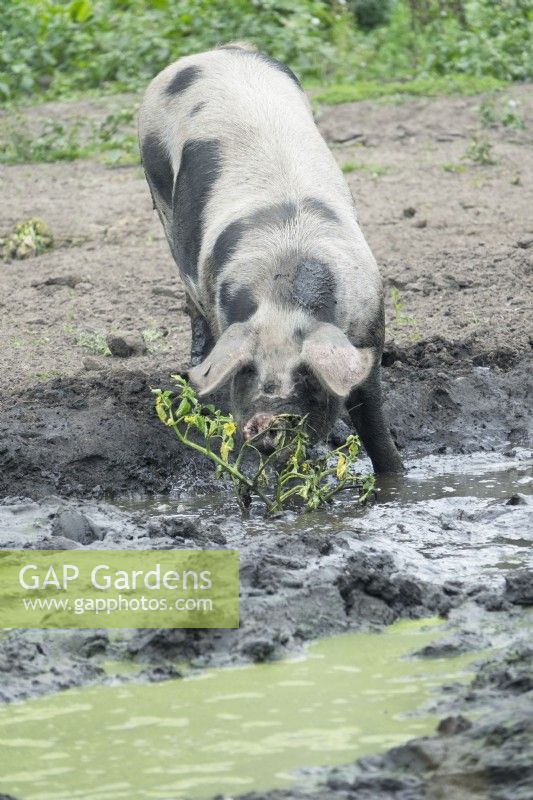Cochon dans la boue.