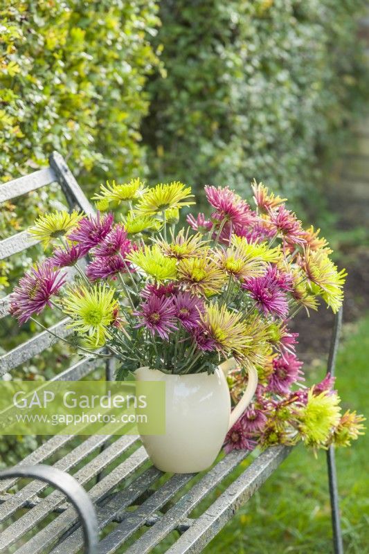 Mélange de chrysanthème 'Tula'. Novembre. Arrangement de fleurs coupées dans un pichet en céramique crème sur un siège de jardin en fer forgé.
