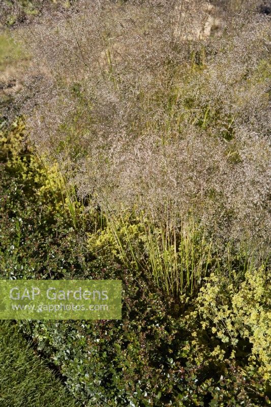 Deschampsia cespitosa 'Goldtau', Buxus sempervirens taillé - buis - haie et parterre d'Alchemilla epipsila. Juillet. L'été.