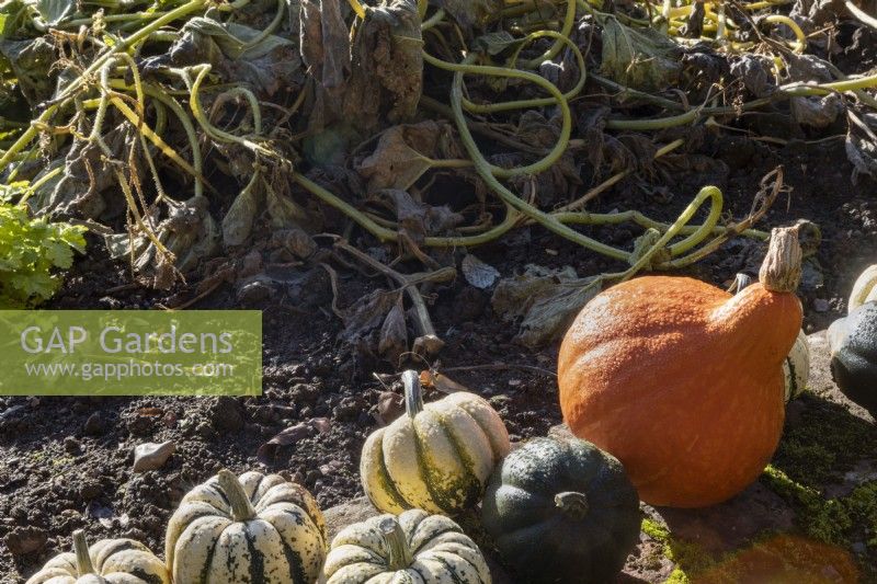 Une variété de courges alignées le long d'un chemin couvert de mousse. Regency House, jardin Devon NGS. L'automne