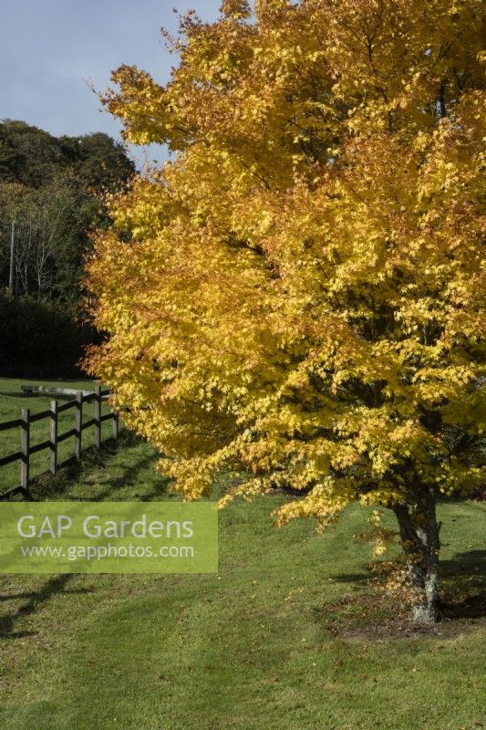 Acer palmatum , Sango kaku, en pleine couleur d'automne. Un poteau en bois et une clôture de rail courent sur le côté gauche. Regency House, jardin Devon NGS. L'automne