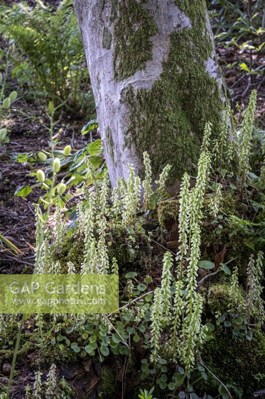 Ombilic rupestris, navelwort