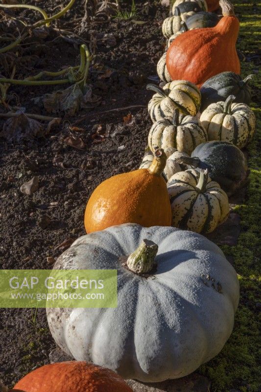 Une variété de courges, Cucurbita, dans une rangée, mûrissant sur le sol. Regency House, jardin Devon NGS. L'automne