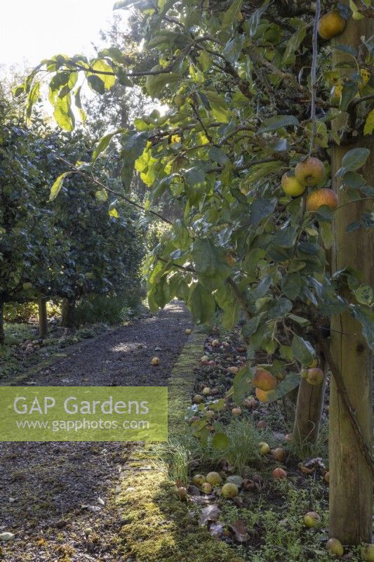 Un pommier, malus monarque, pousse le long d'un chemin, en espalier. Regency House, jardin Devon NGS. L'automne