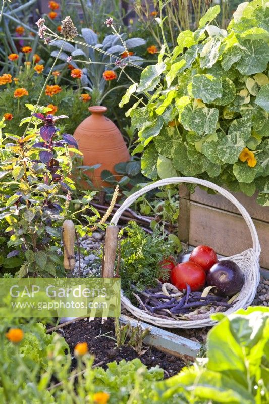 Trug avec tomates récoltées, aubergines, haricots verts et carottes.