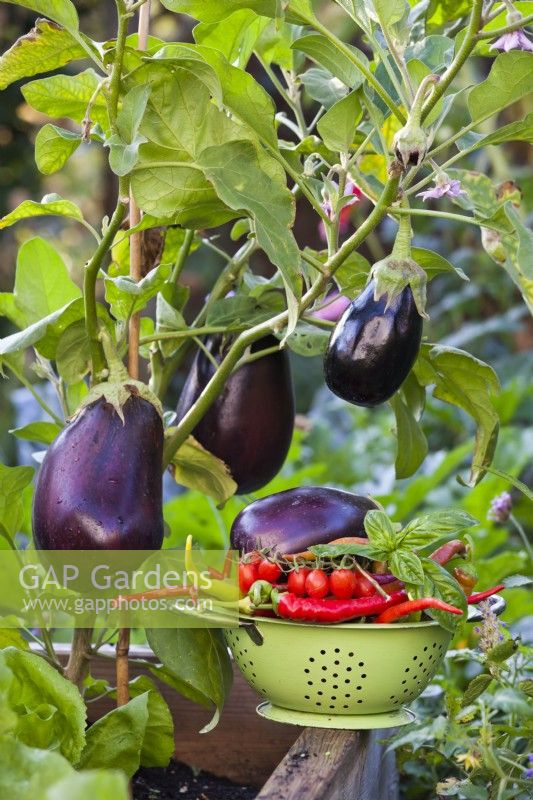 Solanum melongena et passoire avec des légumes fraîchement récoltés.