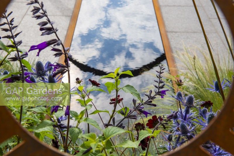 Vue à travers le panneau en acier Corten jusqu'à la plantation de Salvia 'Amistad', Eryngium et reflets dans la piscine - The Sunburst Garden, RHS Hampton Court Palace Garden Festival 2022