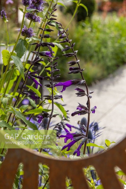 Vue à travers le panneau en acier Corten jusqu'à la plantation de Salvia 'Amistad' - The Sunburst Garden, RHS Hampton Court Palace Garden Festival 2022