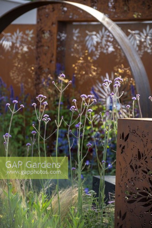 Verbena bonariensis encadrée par l'arche Moongate et des piliers décoratifs en acier Corten - The Sunburst Garden, RHS Hampton Court Palace Garden Festival 2022