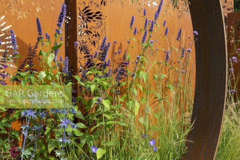 Agastache 'Black Adder' contre panneau en acier Corten - The Sunburst Garden, RHS Hampton Court Palace Garden Festival 2022
