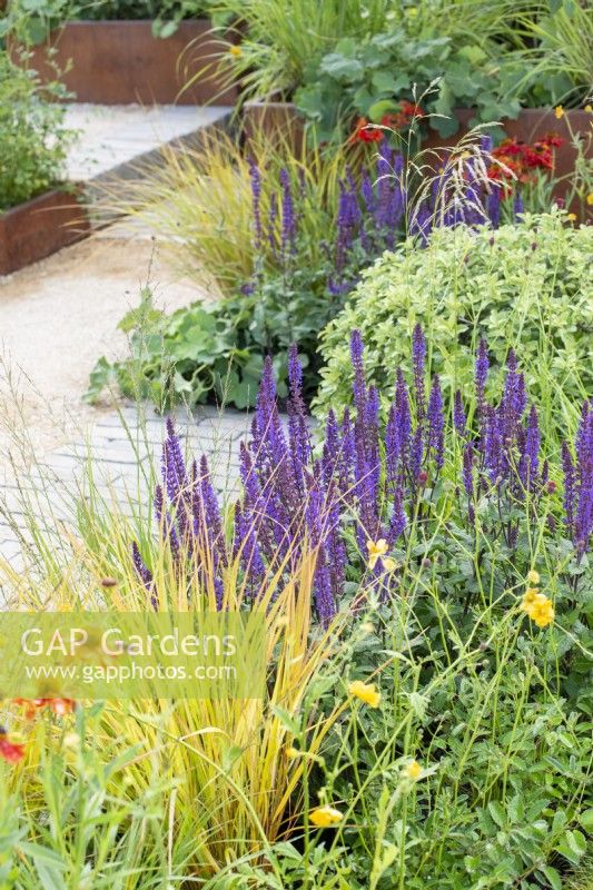 Plantation de couleurs chaudes avec Salvia 'Caradonna', graminées et Heleniums - The Lunch Break Garden, RHS Hampton Court Palace Garden Festival 2022